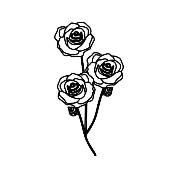 Boceto silueta ramo rosas icono floral — Vector de stock