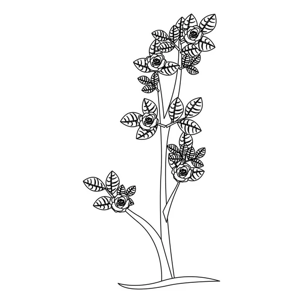 バラの自然のデザインとシルエットの分枝 — ストックベクタ