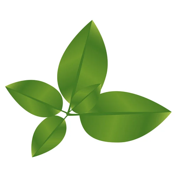 Realistiska gröna blad med gren natur ikon — Stock vektor