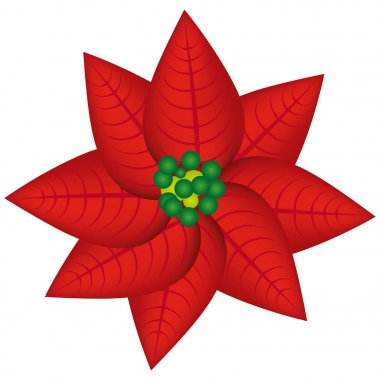 gerçekçi renk yılbaşı çiçeği Noel çiçek