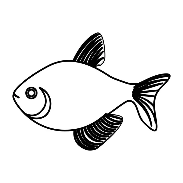 Silhouette fish aquatic animal icon — Stock Vector