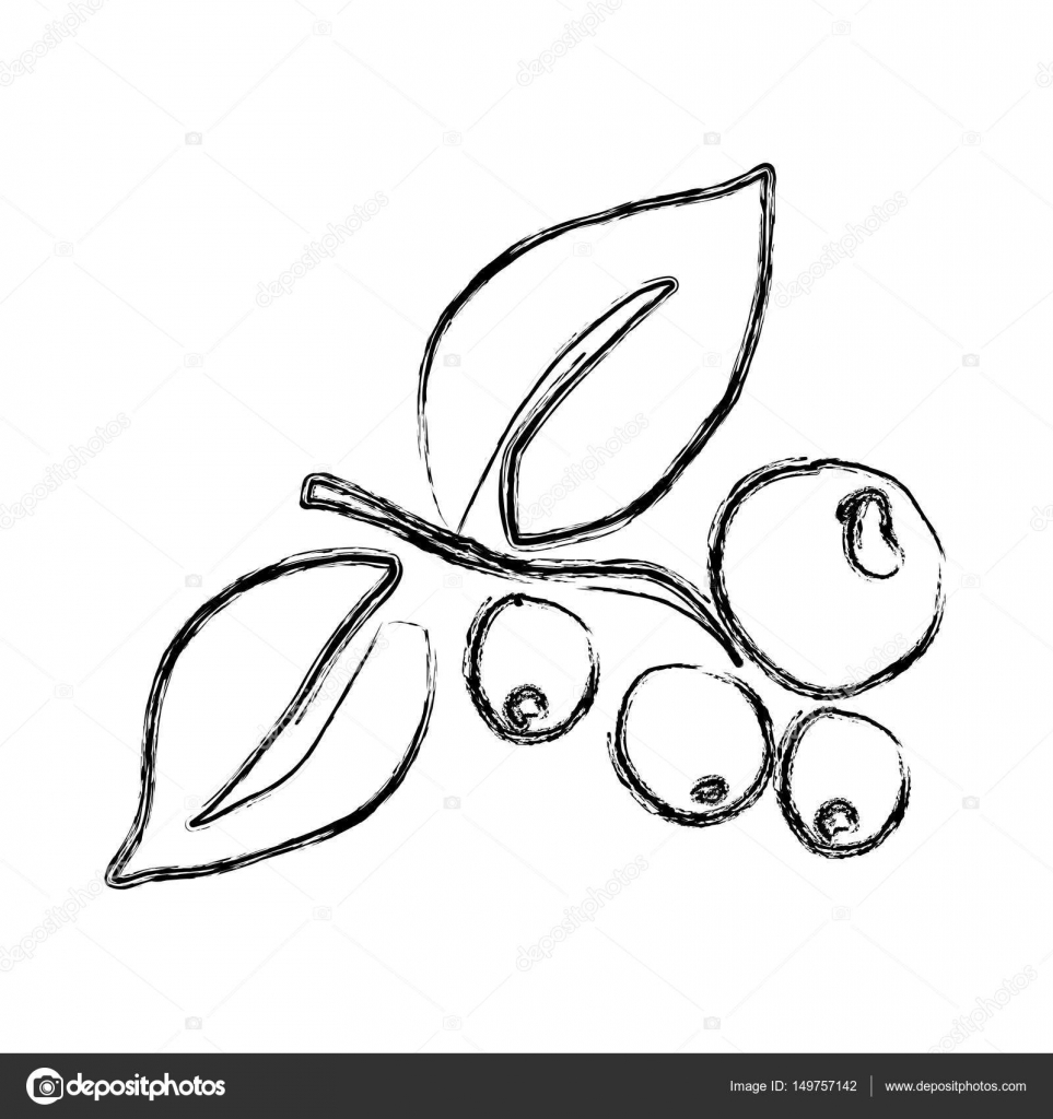 Monochrome Sketch Hand Drawn With Coffee Tree Branch Grains Stock Vector Monochrome Sketch Hand Drawn With Coffee Tree Branch Grains Stock Vector