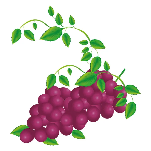 Fondo blanco con racimo de uvas — Vector de stock