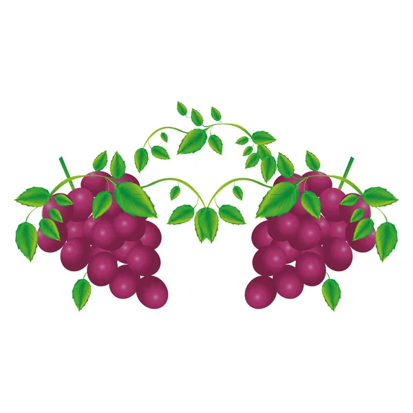 Fond blanc avec deux grappes de raisins — Image vectorielle