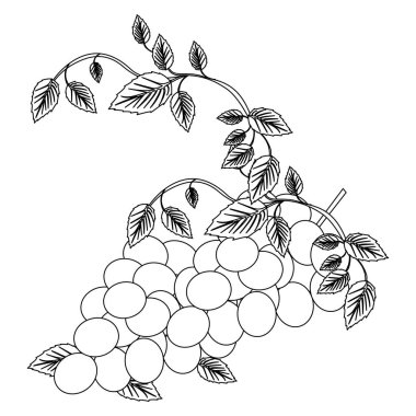 üzüm demet ile siyah siluet