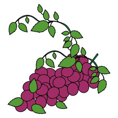 Beyaz arka plan ile renkli üzüm demet