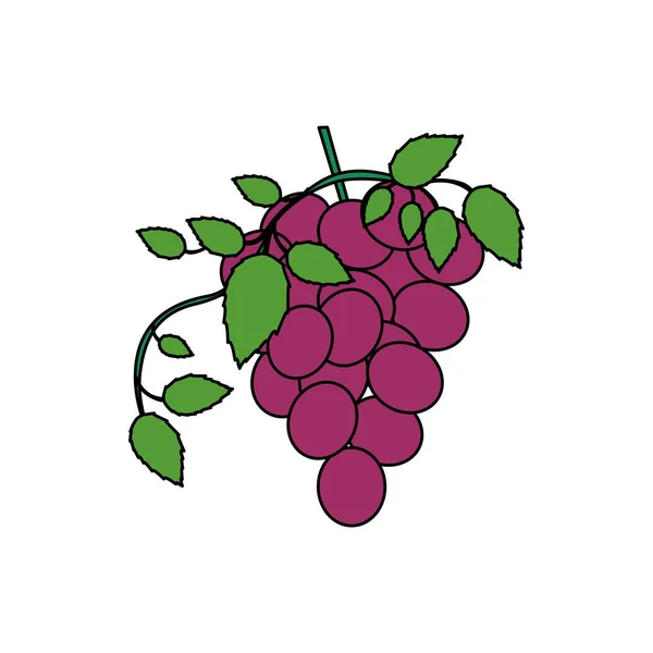Fondo blanco con colorido racimo de uvas icono — Vector de stock