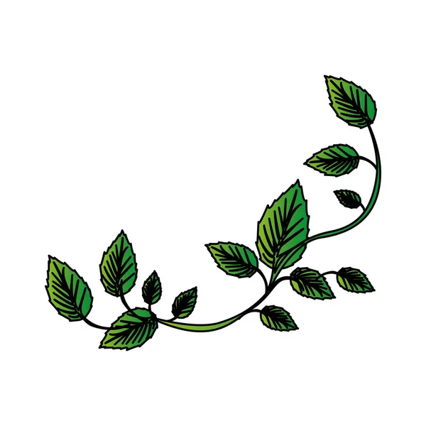 Białe tło z kolorowe pnącze zielone — Wektor stockowy