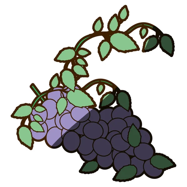 Fundo branco com cacho de uvas com sombra — Vetor de Stock