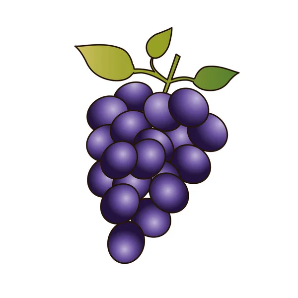 Silueta colorida de racimo de uvas y delineado — Vector de stock