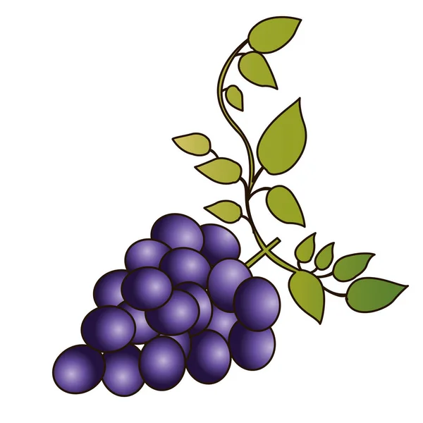 Sagoma colorata di grappolo d'uva con ramo e foglie e delineata — Vettoriale Stock