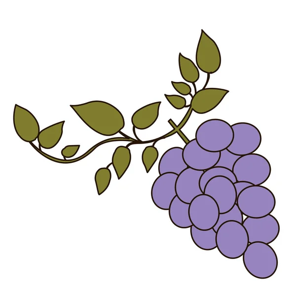 Світло-кольоровий силует грона винограду з гілкою і листям — стоковий вектор