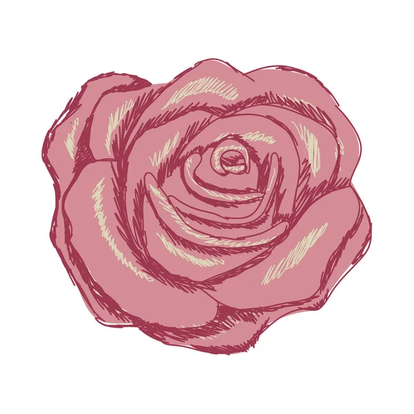 Barevné silueta s akvarelem růže v detailním — Stockový vektor