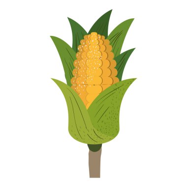 Beyaz arka plan ile mısır mısır koçanı ile yaprakları ve lekeleri