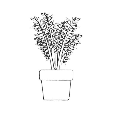 tek renkli siluet havuç bitkisinin çiçek tencerede bulanık