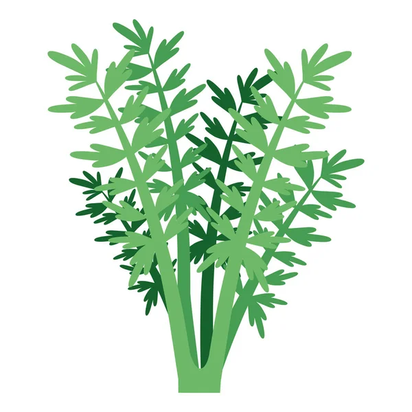 Fondo blanco con planta de zanahoria — Vector de stock