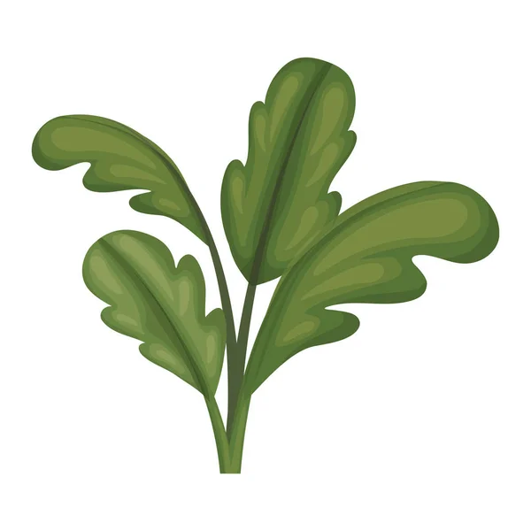 Fondo blanco con planta de remolacha — Vector de stock