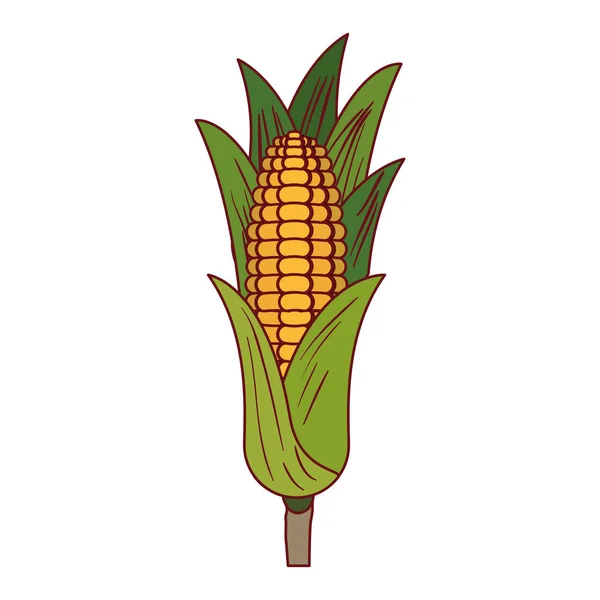 Fond blanc avec épi de maïs avec des feuilles à contour épais — Image vectorielle