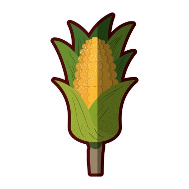 Beyaz arka plan ile mısır mısır koçanı yaprakları ve lekeleri ve yarı gölge ile