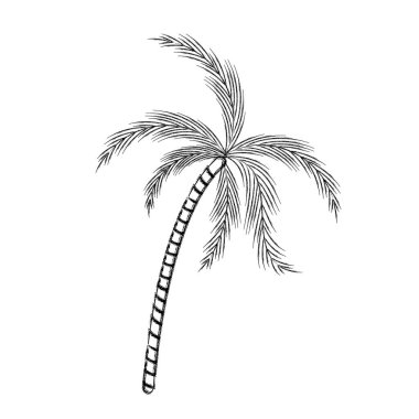 kalın silüeti bulanık: palmiye ağacı