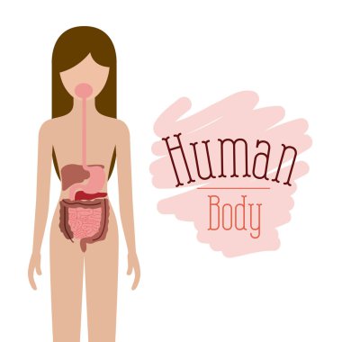 sindirim sistemi insan vücudu ile renkli siluet kadın kişi