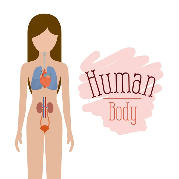 Pessoa feminina silhueta colorida com sistemas de corpo humano — Vetor de Stock