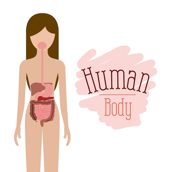 Silueta colorida persona femenina con el sistema digestivo cuerpo humano — Vector de stock