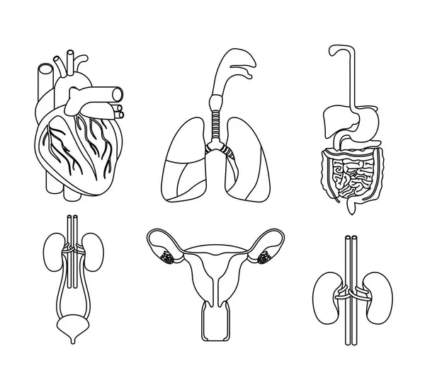 Colección conjunto de silueta skecth sistemas del cuerpo humano — Vector de stock