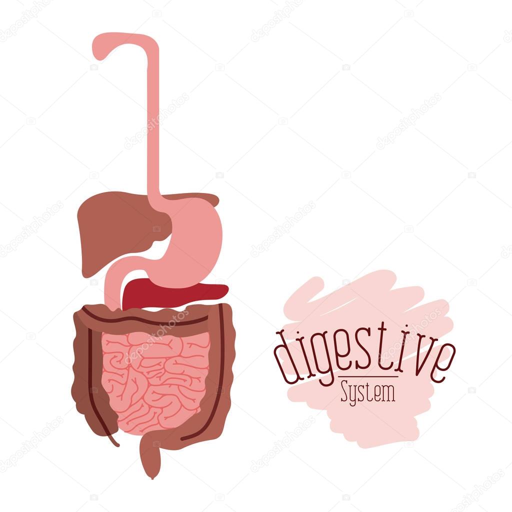 white background with colorful human digestive system