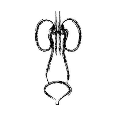 bulanık el üretra ile kontur renal sistem çizimi