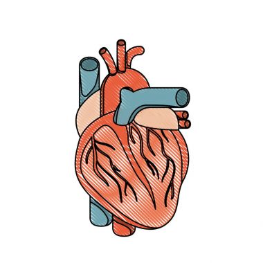 renk mum boya gerçekçi siluet kalp sistemi insan vücudu