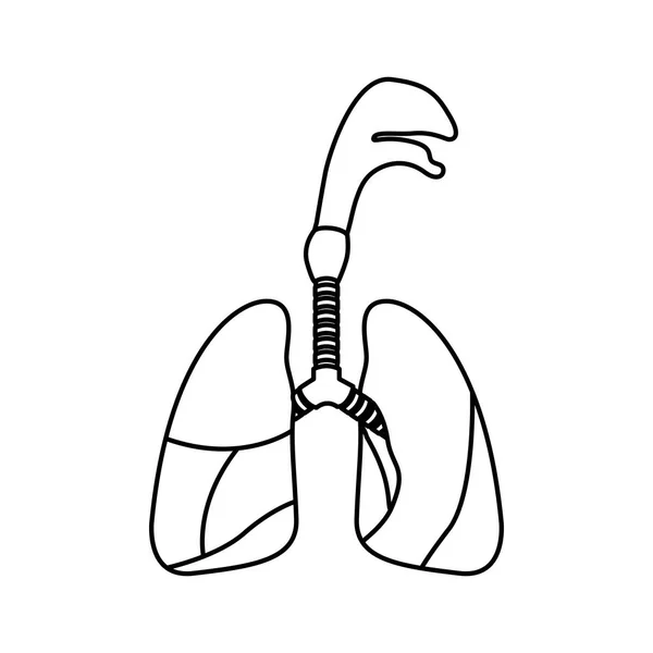 気管とスケッチ シルエット呼吸器系 — ストックベクタ