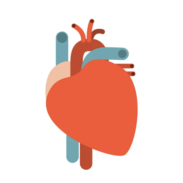 Silhueta colorida sem contorno sistema cardíaco corpo humano — Vetor de Stock