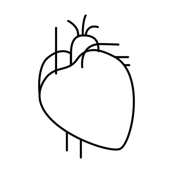 Käsi piirustus ääriviivat sydän järjestelmä ihmiskehon — vektorikuva