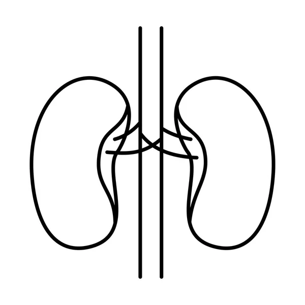 Dibujo a mano contorno del sistema renal del cuerpo humano — Vector de stock