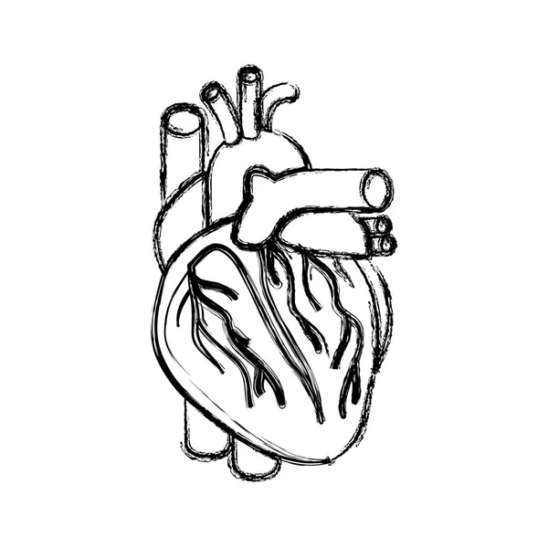 Niewyraźne realistyczne sylwetka serca systemu ludzkiego ciała — Wektor stockowy