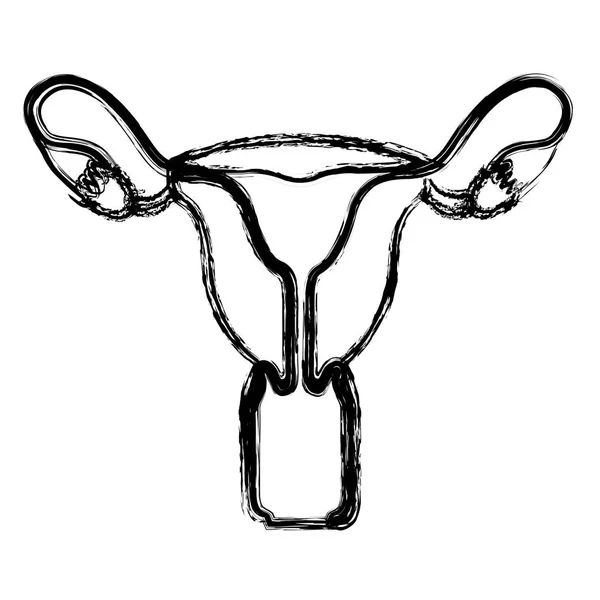 Blurred realistic silhouette female reproductive system — Stock Vector