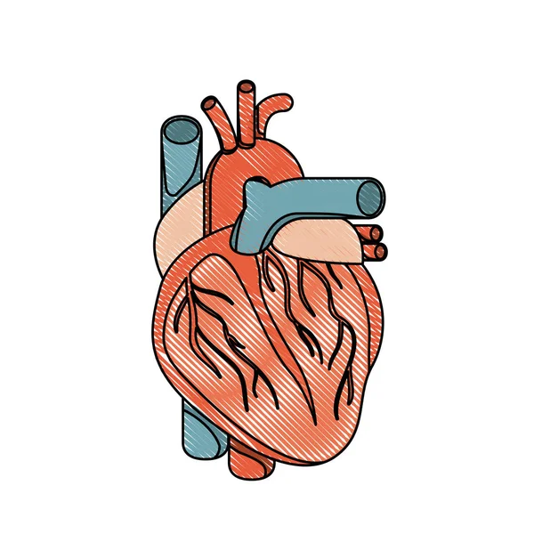 Cor lápis de cor silhueta realista sistema cardíaco corpo humano — Vetor de Stock