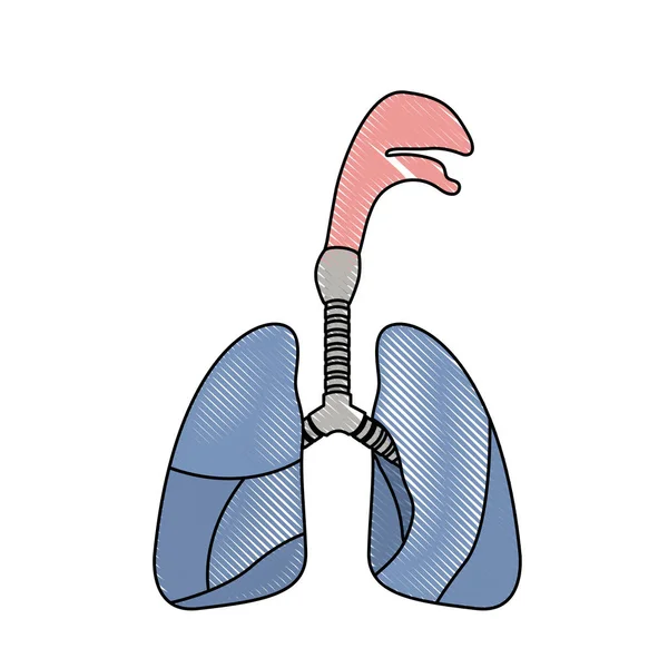 気管と色クレヨン シルエット現実的な呼吸器系 — ストックベクタ