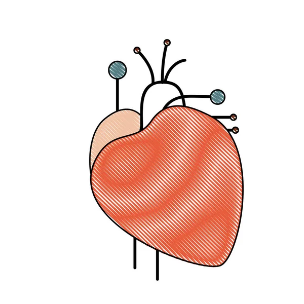 Кольоровий крейдяний простий силует серцевої системи людського тіла — стоковий вектор