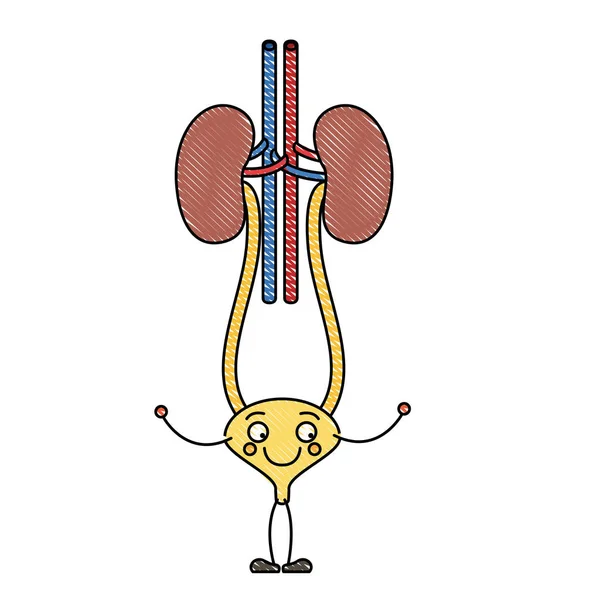 彩色蜡笔剪影漫画肾系统与尿道 — 图库矢量图片