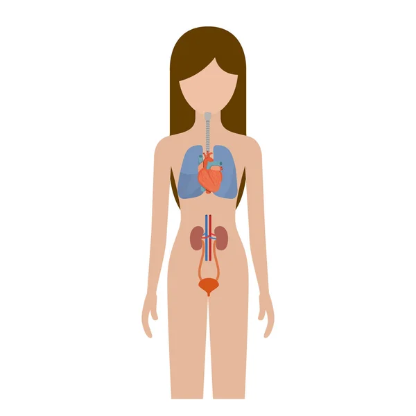 Silueta colorida persona femenina con sistemas respiratorios y renales del cuerpo humano — Vector de stock