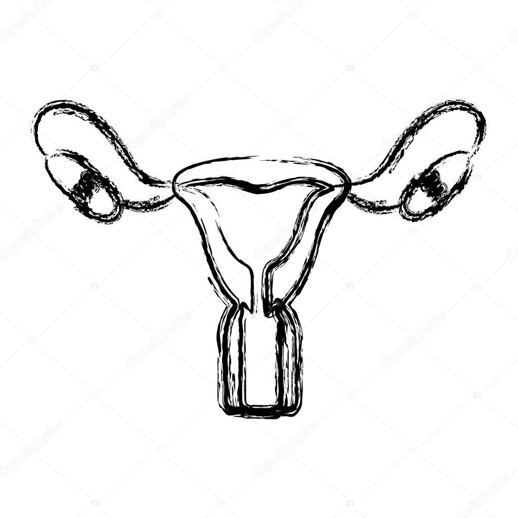 blurred hand drawing contour female reproductive system