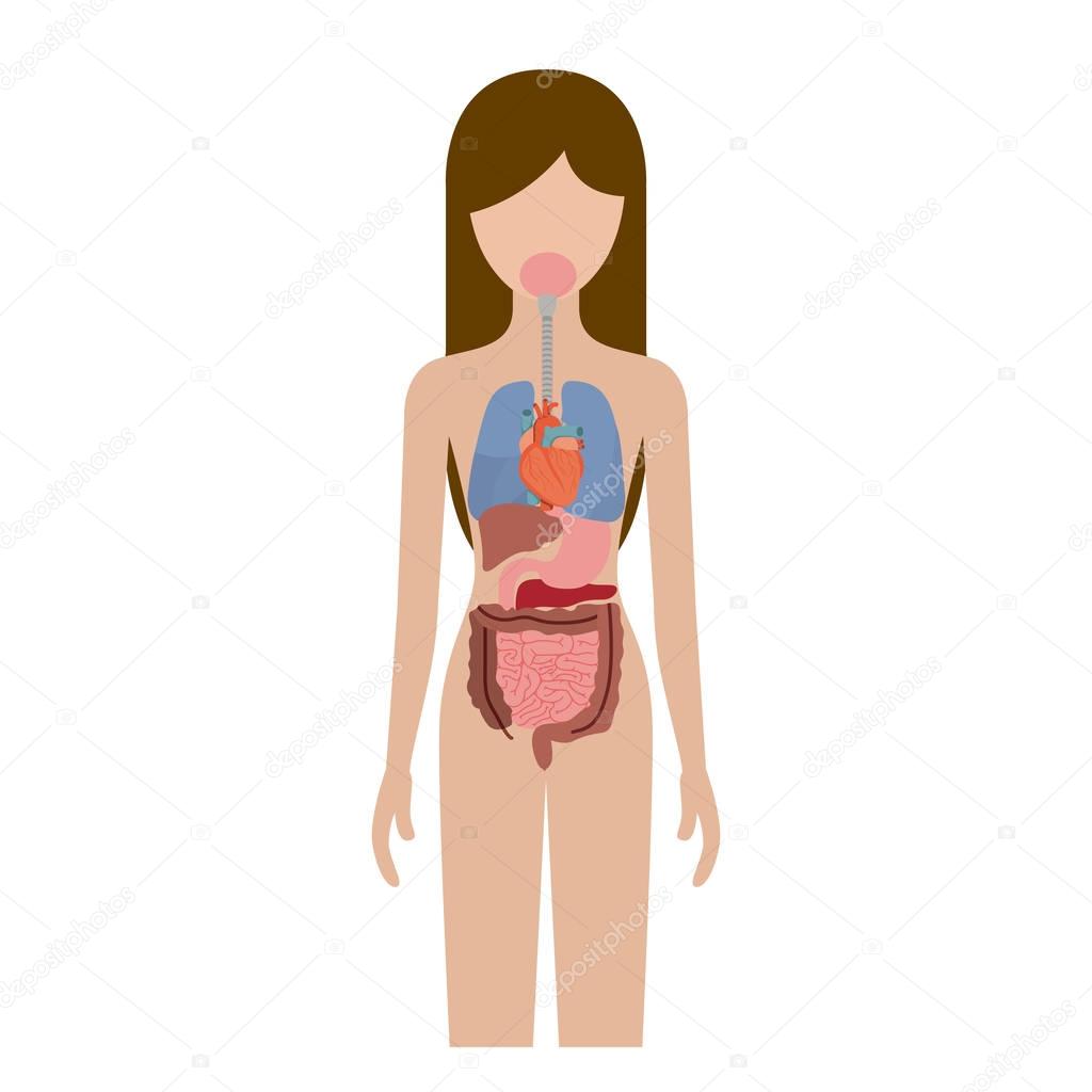 colorful silhouette female person with internal organs system of human body