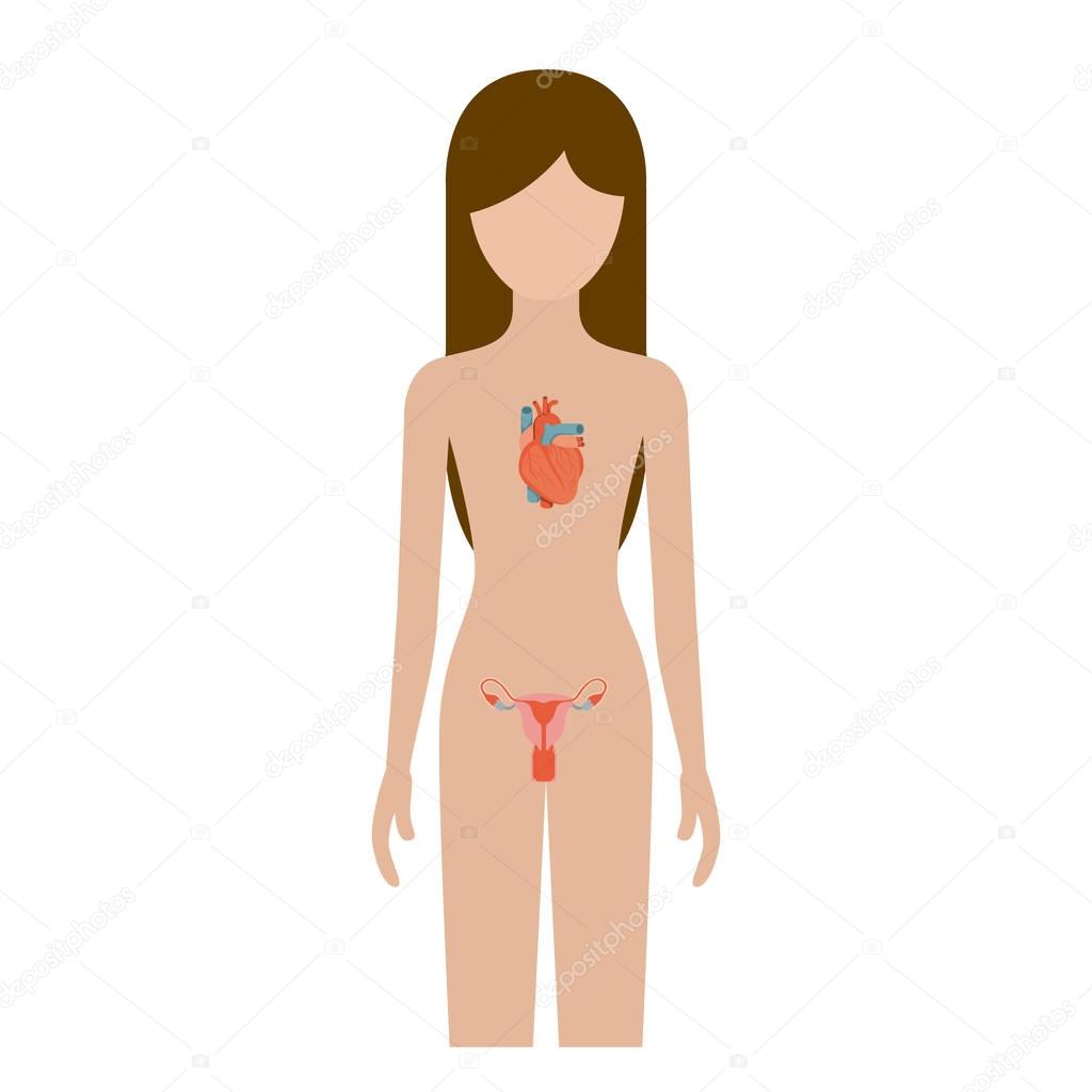 colorful silhouette female person with circulatory and reproductive system of human body