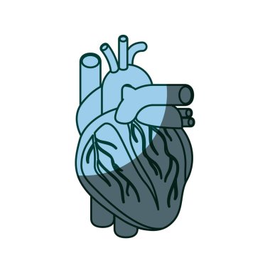 mavi renk siluet kalp sistemi insan vücudu gölgelendirme