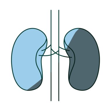 mavi renk gölgelendirme el insan vücudunun kontur renal sistem çizimi