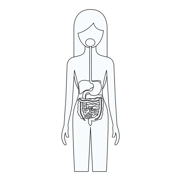Načrtněte siluetu ženské osoby s trávicí soustavy lidského těla — Stockový vektor