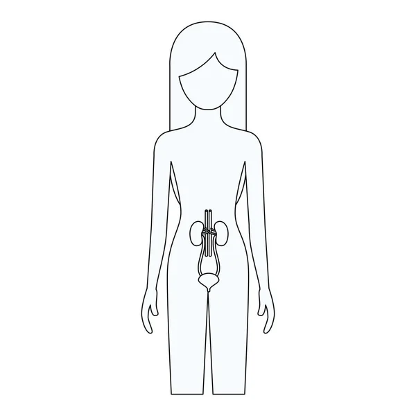 Boceto silueta de la persona femenina con el sistema renal cuerpo humano — Vector de stock