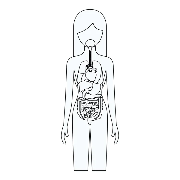 Bosquejo silueta de la persona femenina con los órganos internos del sistema del cuerpo humano — Vector de stock